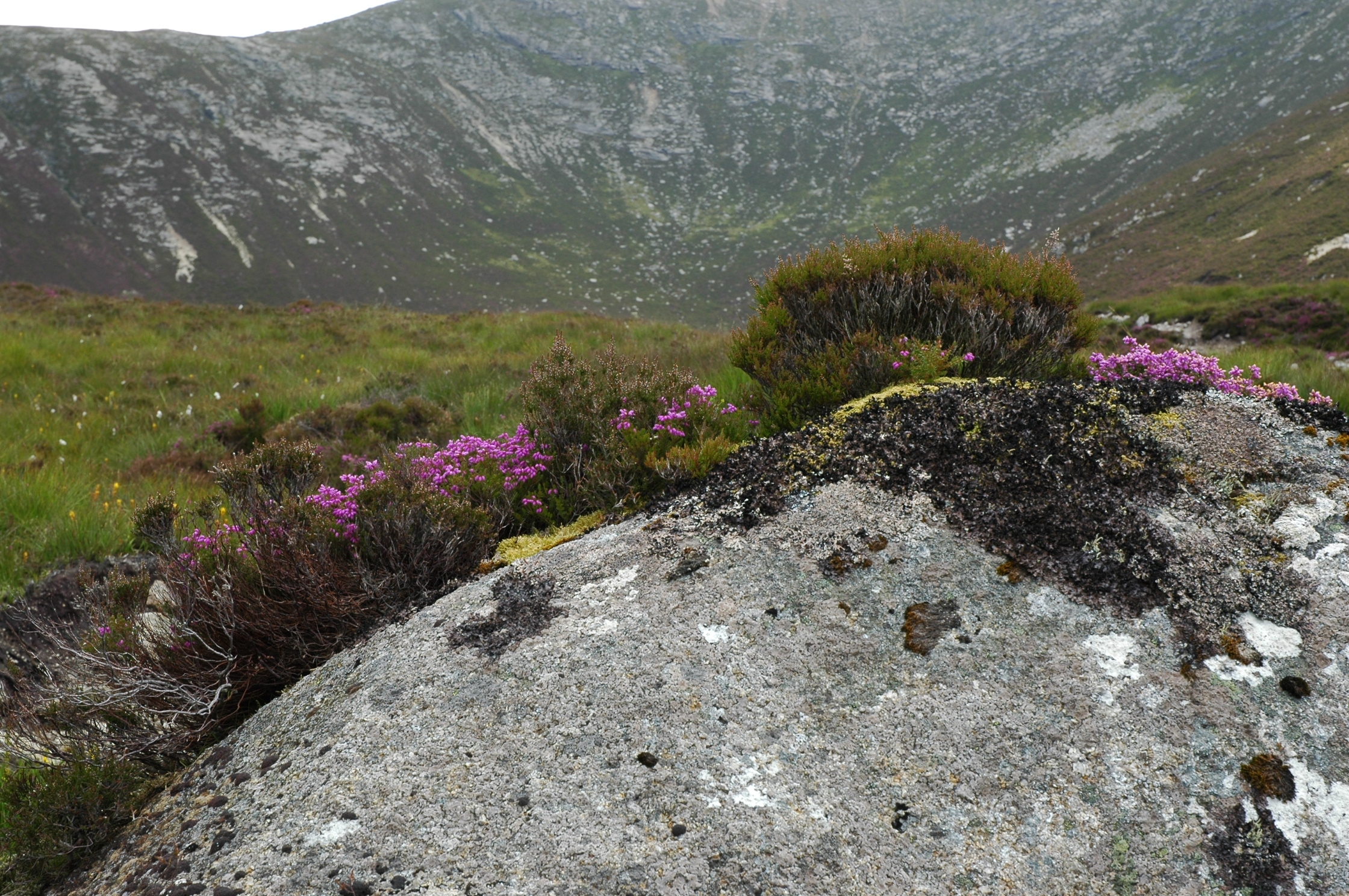 Arran 2009