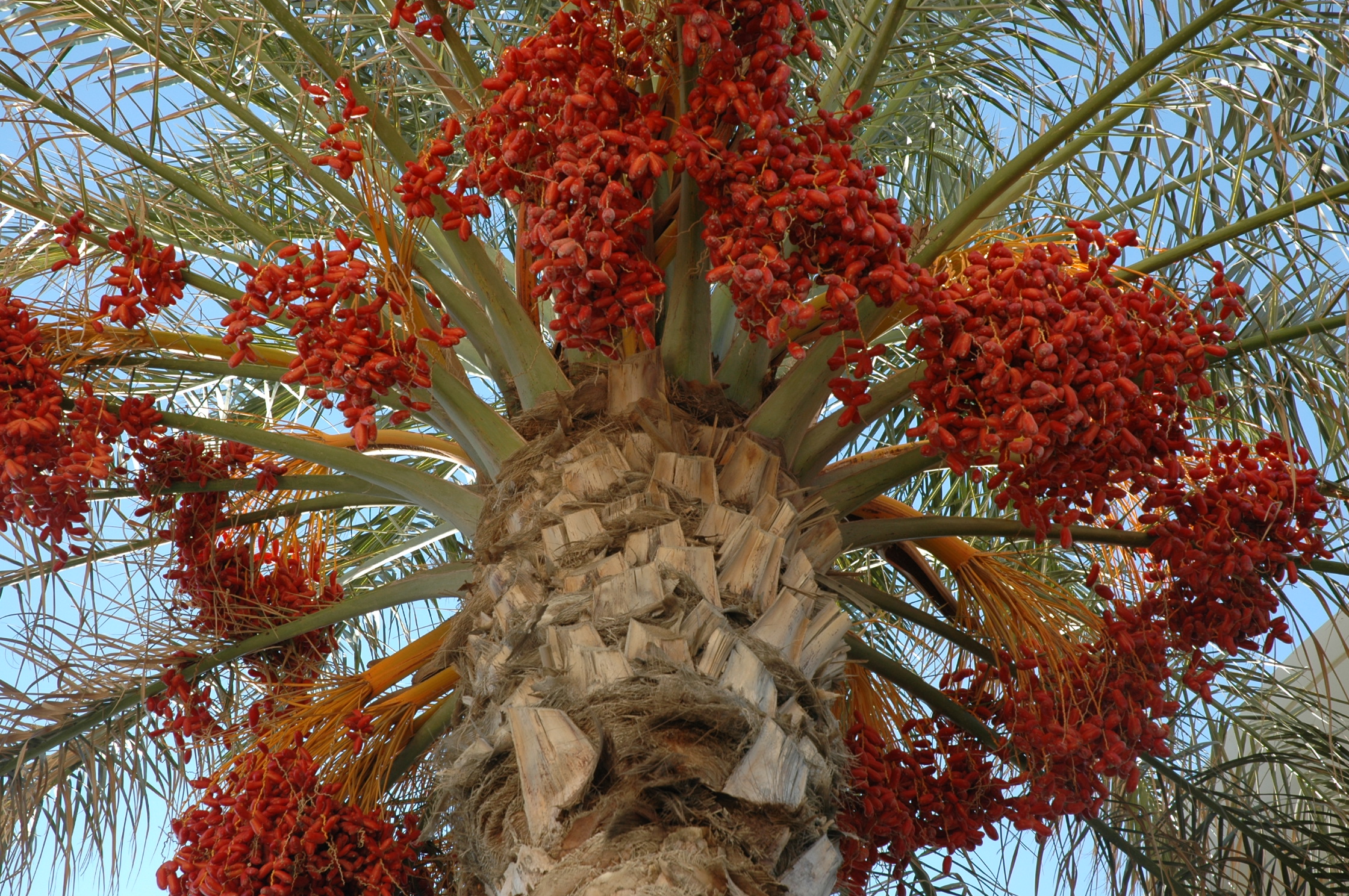 Rhodos 2009